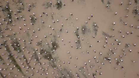 Asian-openbill-in-flooded-paddy-field.